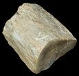 Agatized Dinosaur Bone Chunk (Polished) #6436-1